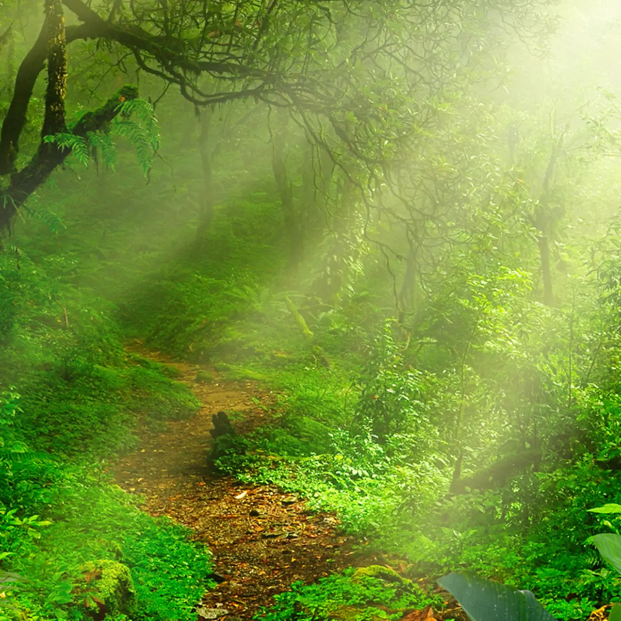 A tropical jungle, flooded with light