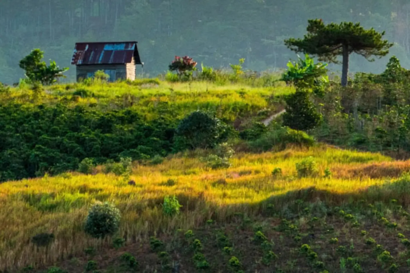  Grassland on a mountain and in the background there is a tiny house.